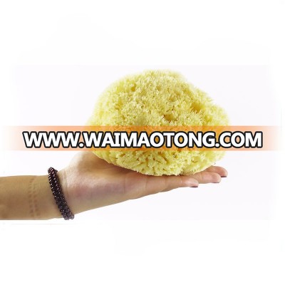 12-13CM Natural Fiber Honeycomb Sponge from Greece/ Expanding In water